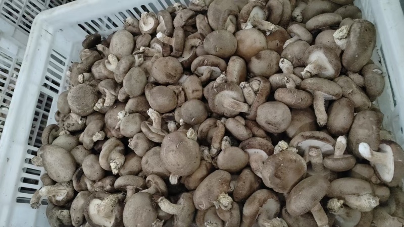 鲜香菇