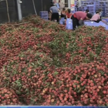 广西钦州新棠镇荔枝各各品种