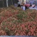 广西钦州新棠镇荔枝各各品种