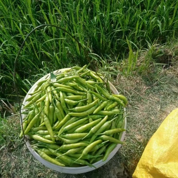白小米