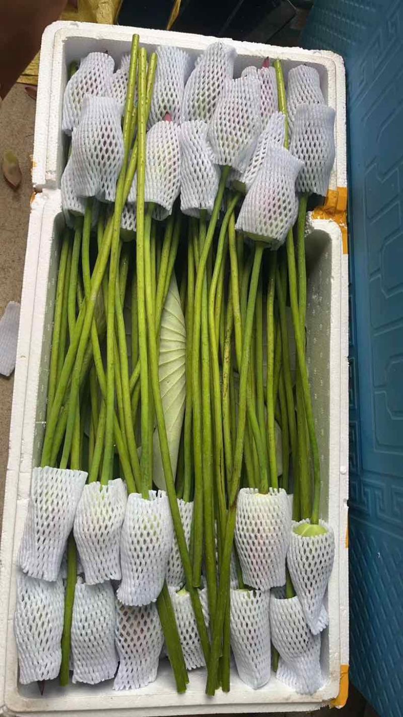 鲜插荷花