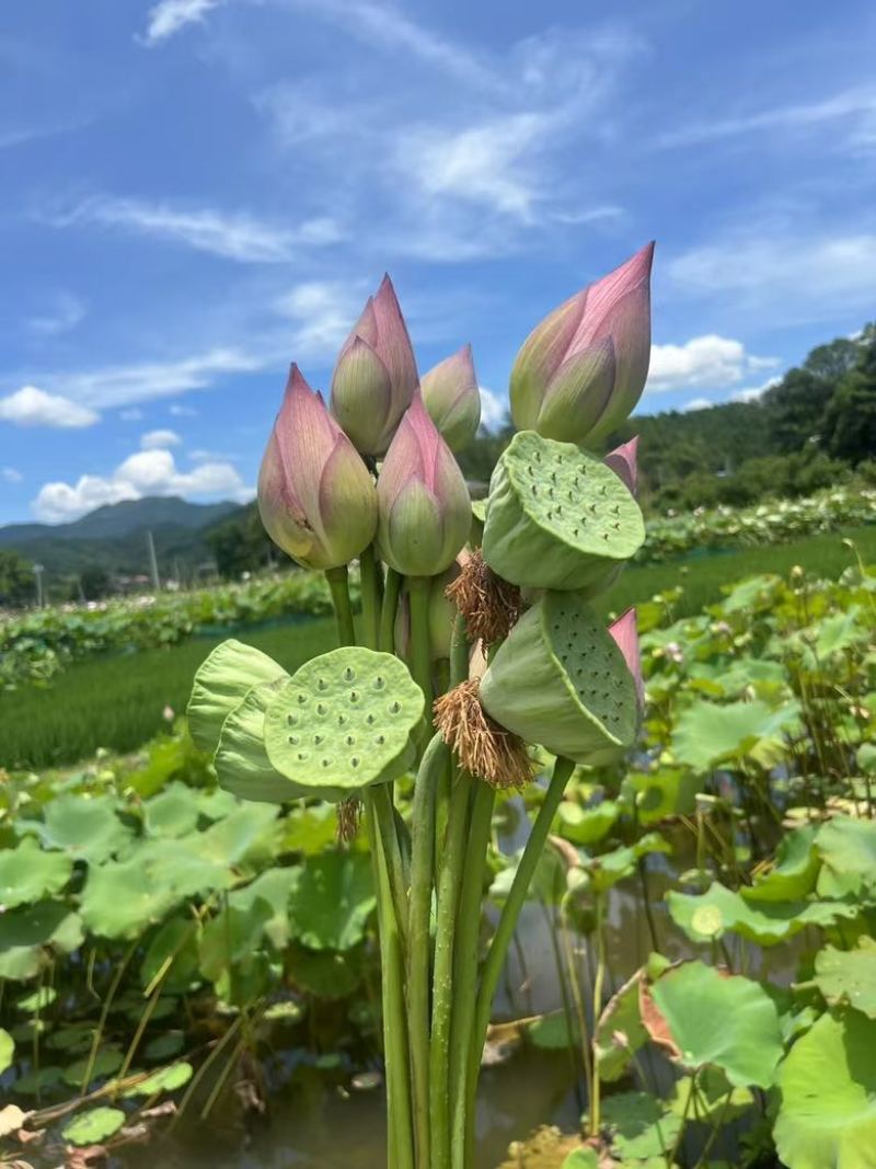 鲜插荷花