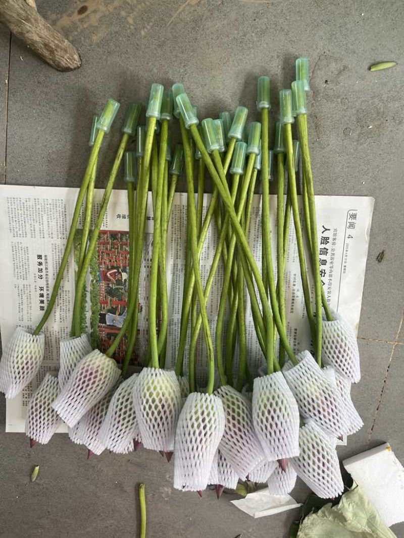 鲜插荷花