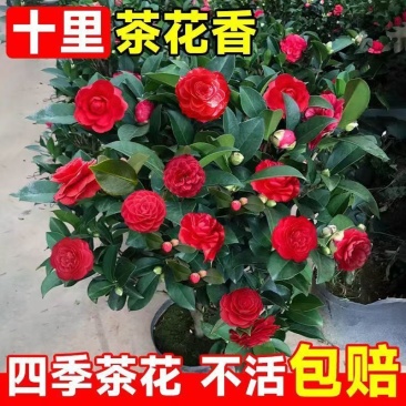 盆栽重瓣大花老树桩耐寒好养浓香型正宗四季茶花当年六角大红茶花