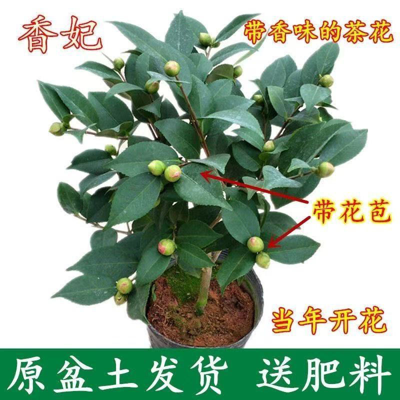 盆栽重瓣大花老树桩耐寒好养浓香型正宗四季茶花当年六角大红茶花