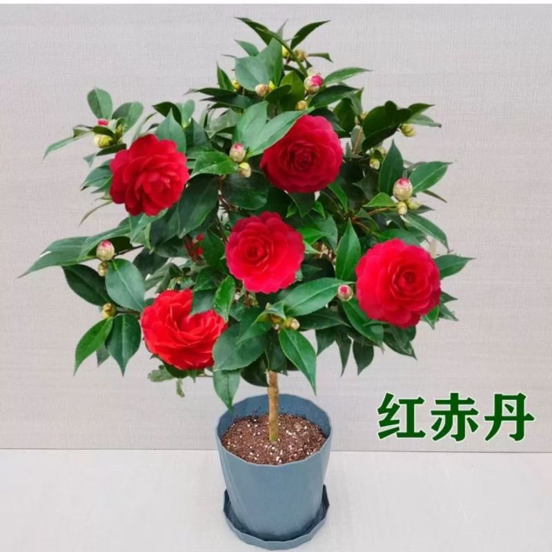 盆栽重瓣大花老树桩耐寒好养浓香型正宗四季茶花当年六角大红茶花