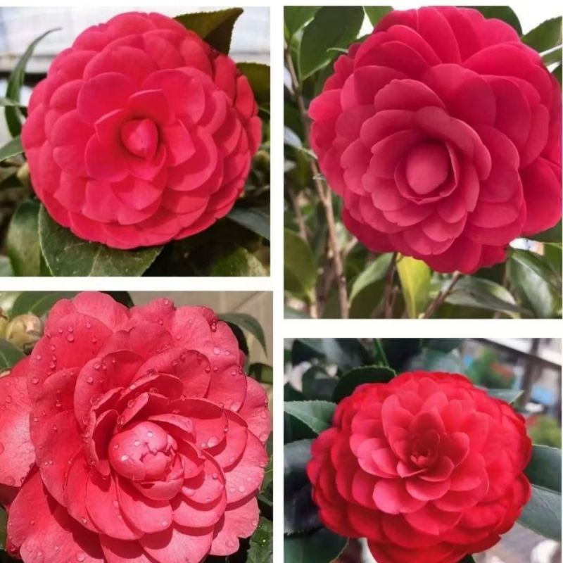 盆栽重瓣大花老树桩耐寒好养浓香型正宗四季茶花当年六角大红茶花