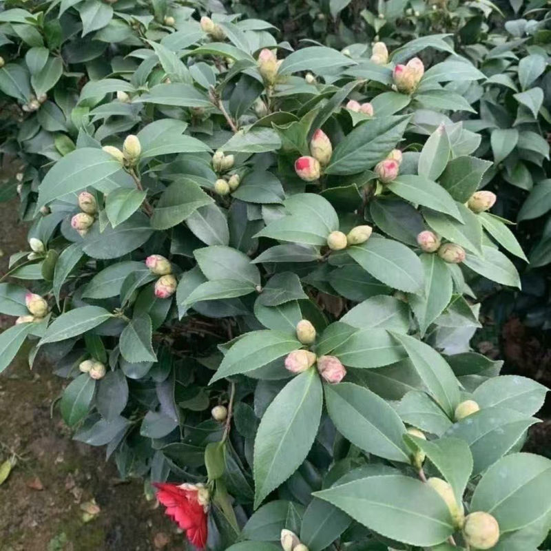 盆栽重瓣大花老树桩耐寒好养浓香型正宗四季茶花当年六角大红茶花