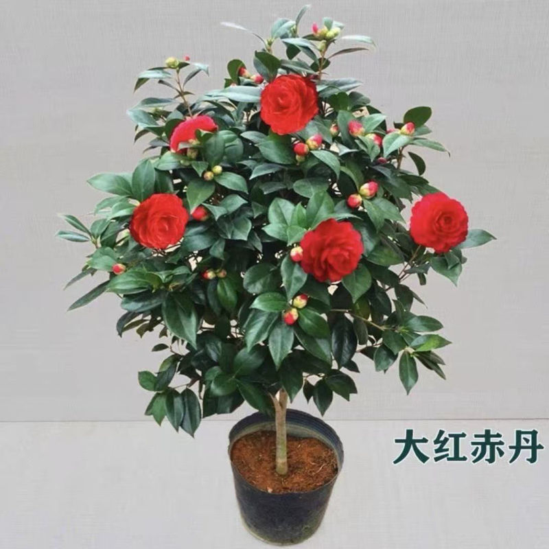 盆栽重瓣大花老树桩耐寒好养浓香型正宗四季茶花当年六角大红茶花
