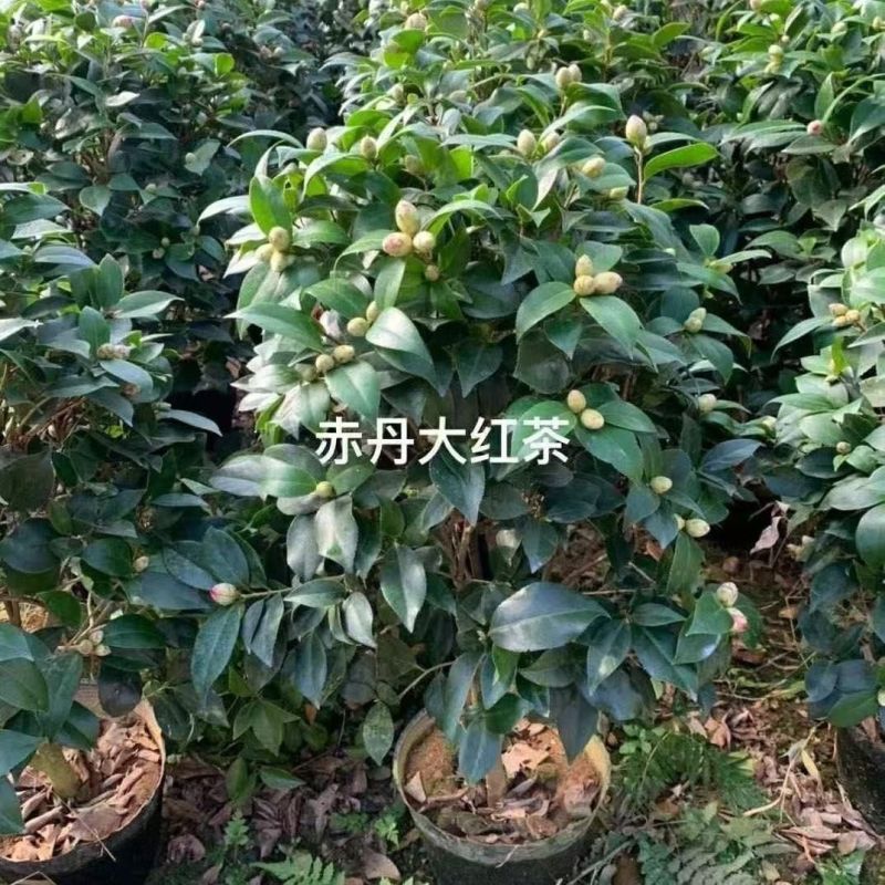 盆栽重瓣大花老树桩耐寒好养浓香型正宗四季茶花当年六角大红茶花