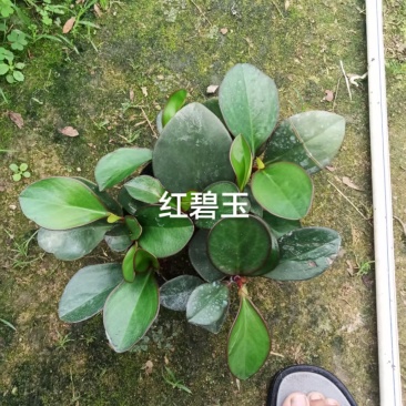 红碧玉140杯