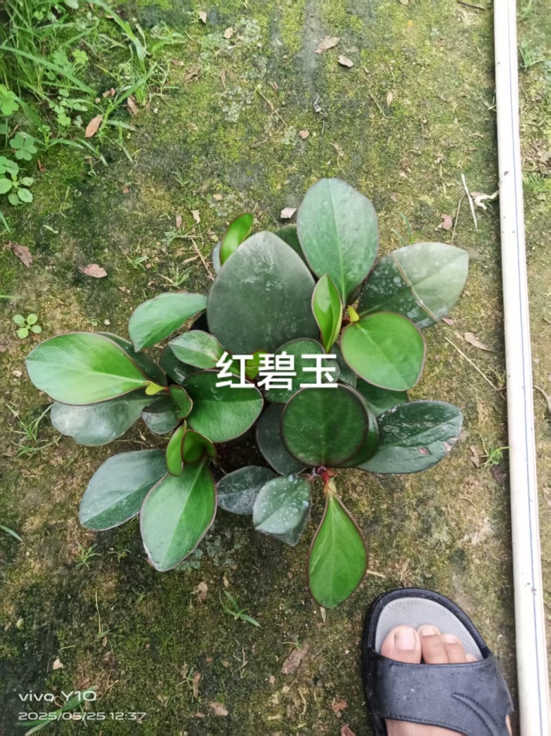红碧玉140杯