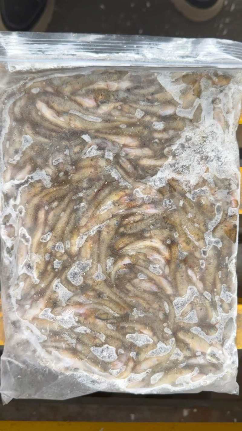 冻板饲料鱼，白条，开背鲫鱼，黄鱼