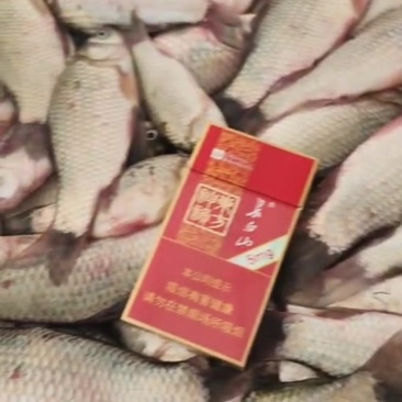 冻板饲料鱼，白条，开背鲫鱼，黄鱼