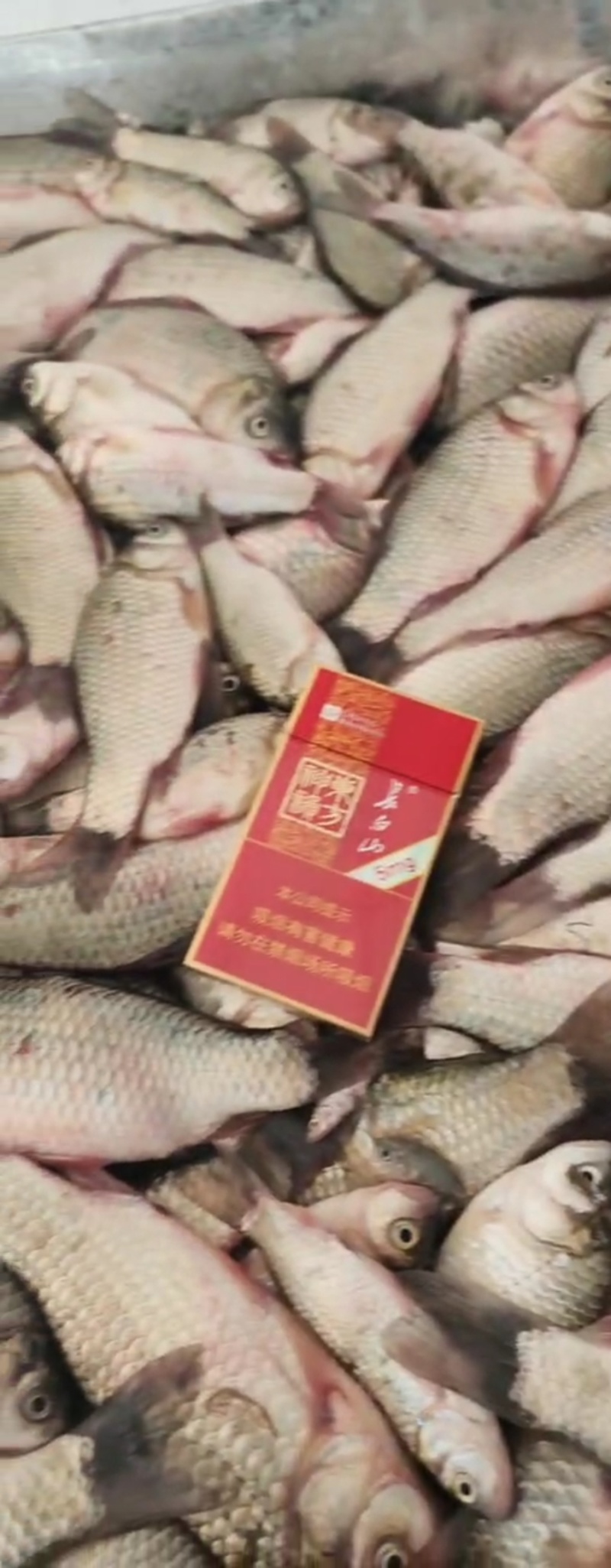 冻板饲料鱼，白条，开背鲫鱼，黄鱼