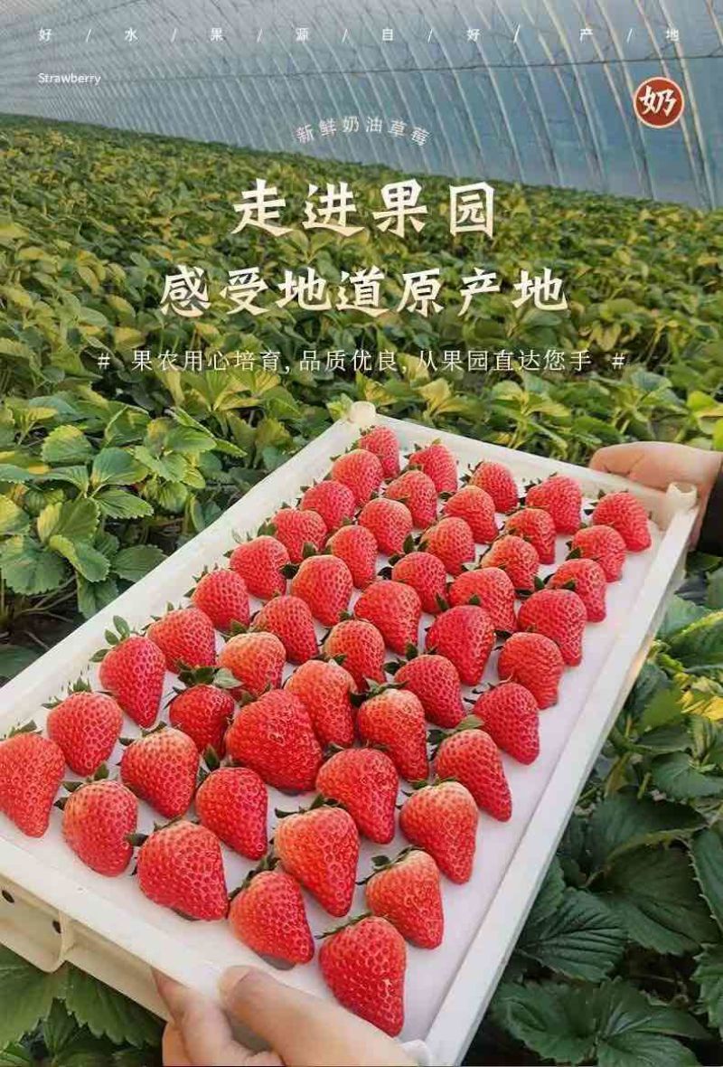 草莓