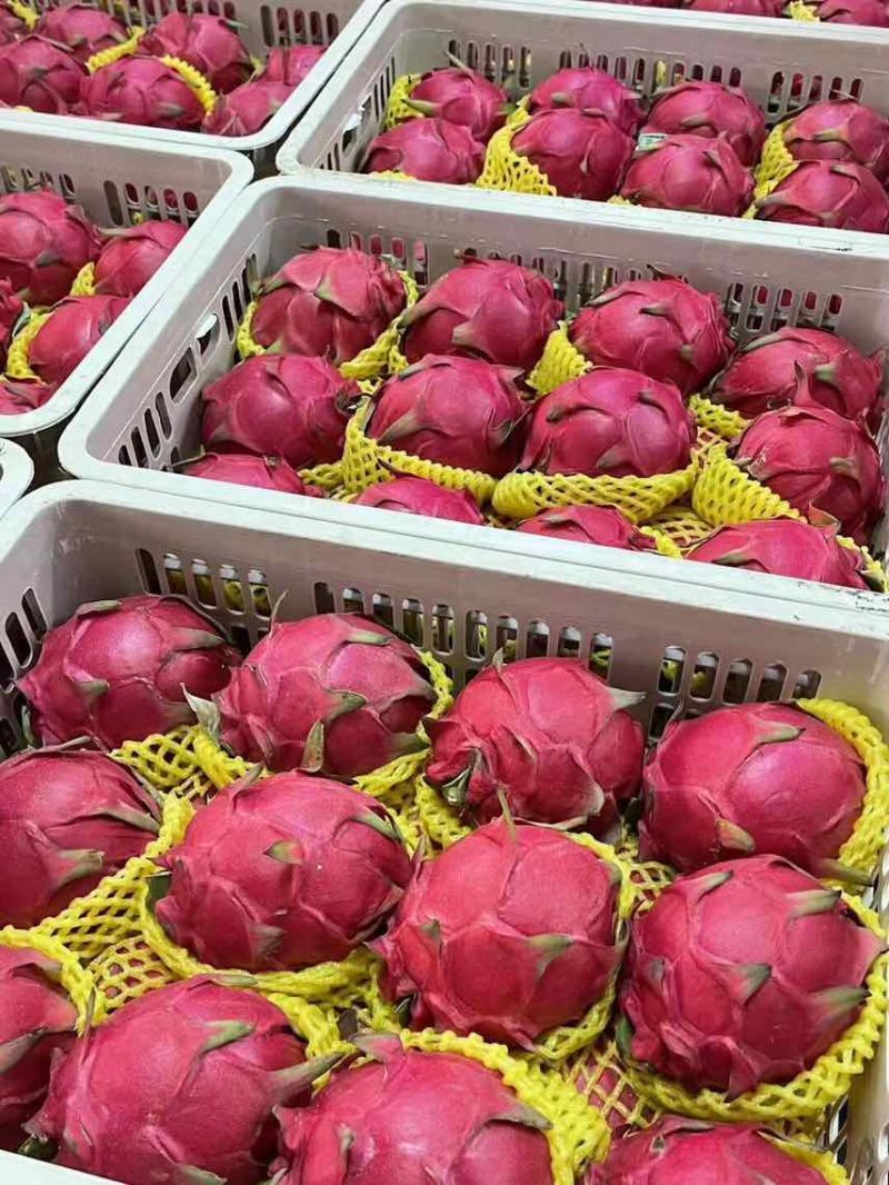 广西红心火龙果金都一号基地直发大量现货