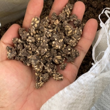 大量供应猫爪草