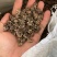 大量供应猫爪草