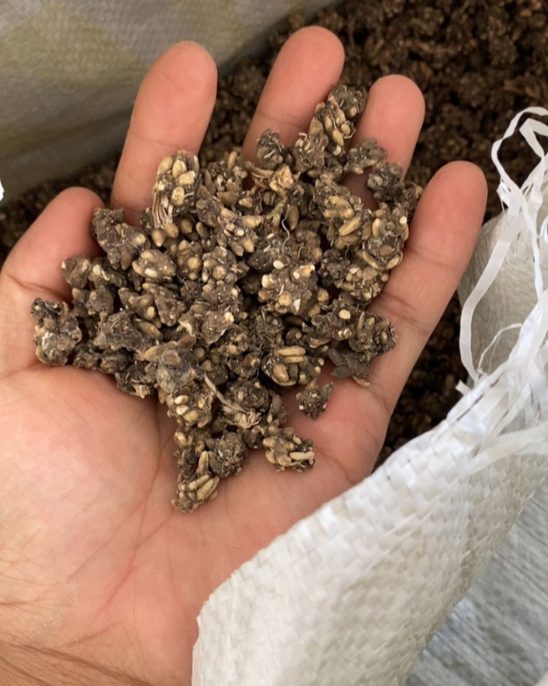 大量供应猫爪草