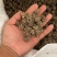 大量供应猫爪草