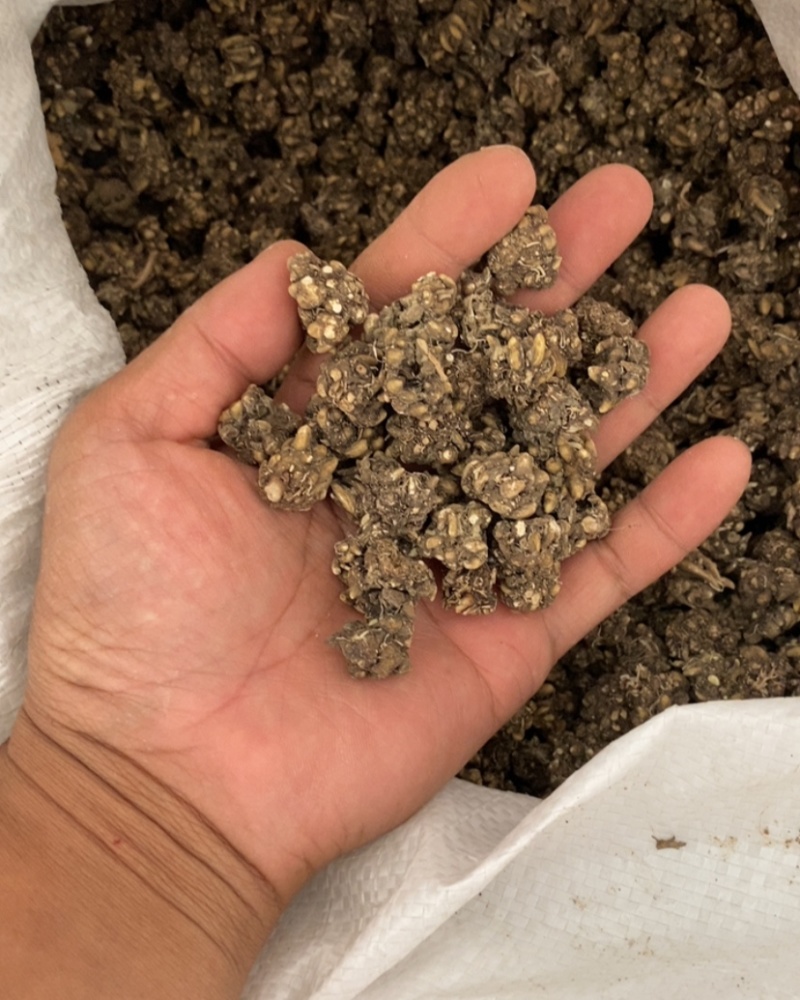 大量供应猫爪草