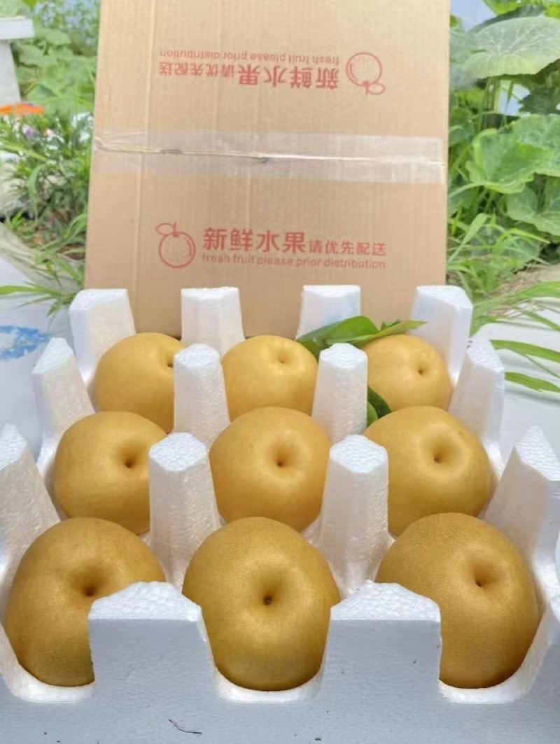 山东水丰梨基地直发大量现货保质保量