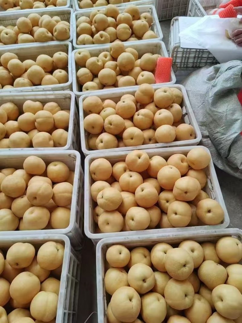 山东水丰梨基地直发大量现货保质保量