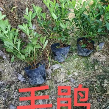 毛杜鹃中袋
