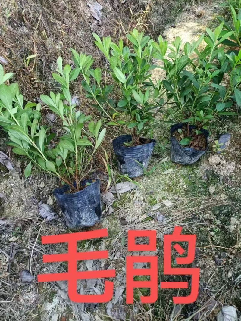毛杜鹃中袋