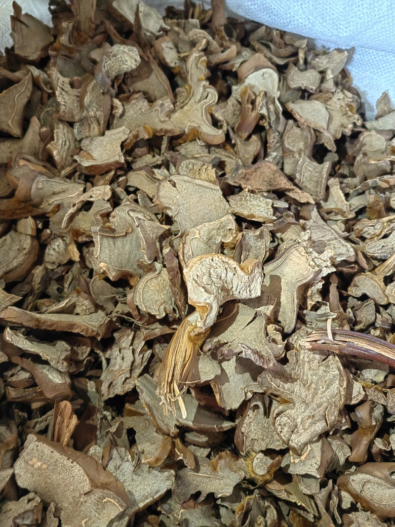 金毛狗脊狗脊