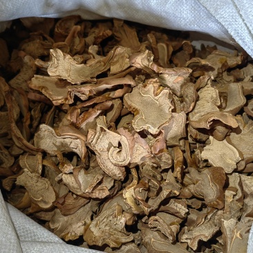 金毛狗脊狗脊