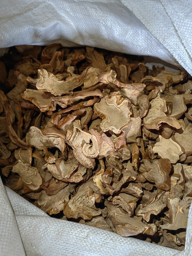 金毛狗脊狗脊