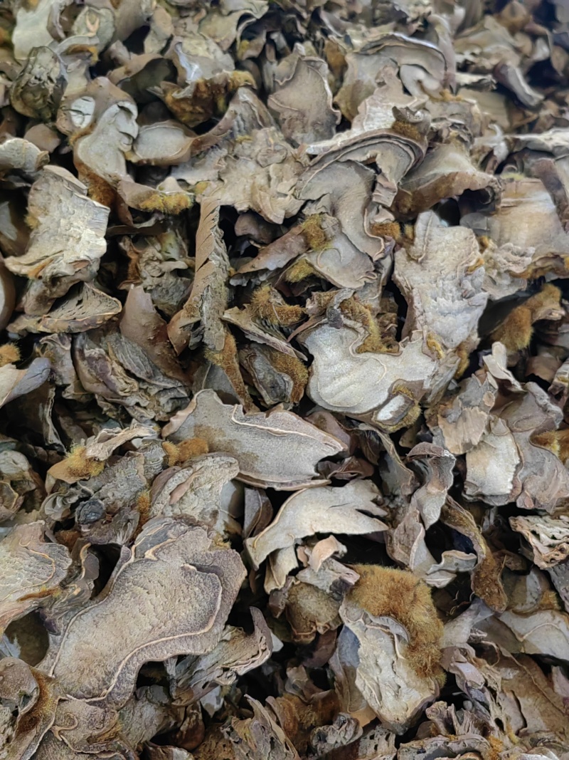 金毛狗脊狗脊