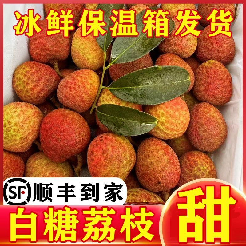 【现摘急速达】广东白糖罂荔枝当季新鲜水果非桂味糯米糍电商代发