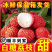 【现摘急速达】广东白糖罂荔枝当季新鲜水果非桂味糯米糍电商代发