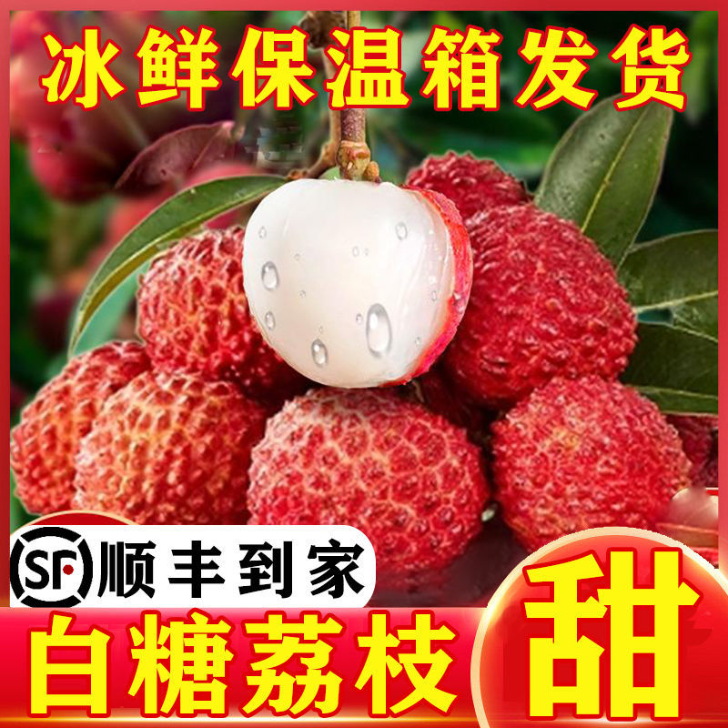 【现摘急速达】广东白糖罂荔枝当季新鲜水果非桂味糯米糍电商代发