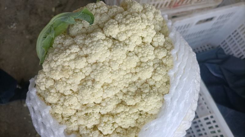 有机松花
