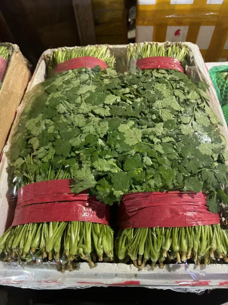 精品香菜