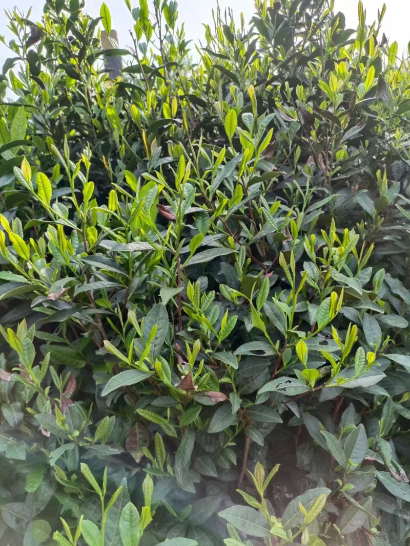 岳西翠兰炒青