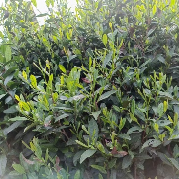 岳西翠兰炒青
