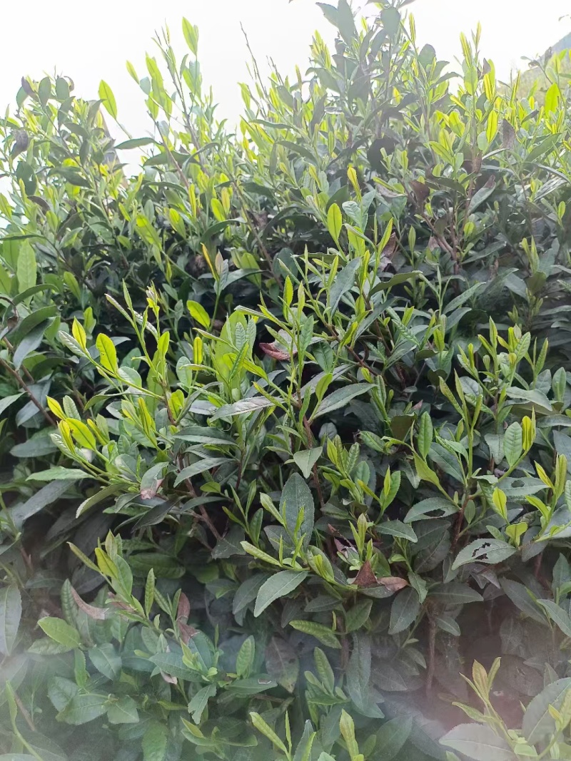 岳西翠兰炒青