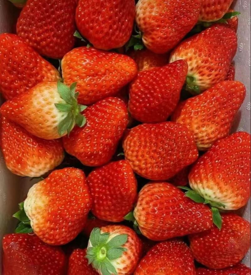 云南蒙特瑞草莓