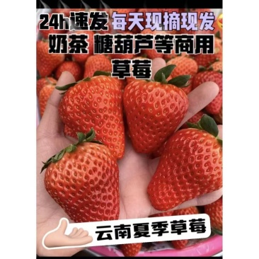 云南蒙特瑞草莓