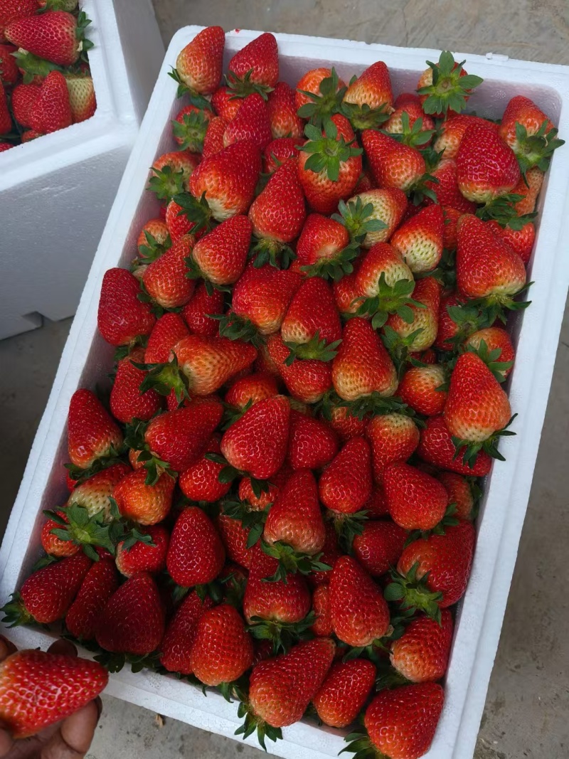 云南蒙特瑞草莓