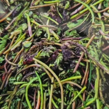 东北薇菜