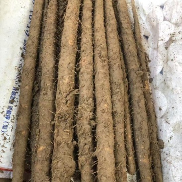 小白嘴麻山药，紫药，双棒，欢迎大家前来购买，以质量求生存！！