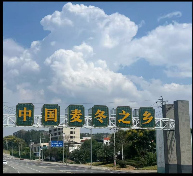 川麦冬产地直销，量大从优，长期供应！