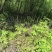 野生木贼