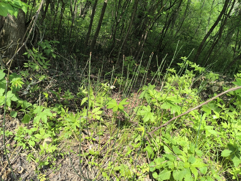 野生木贼